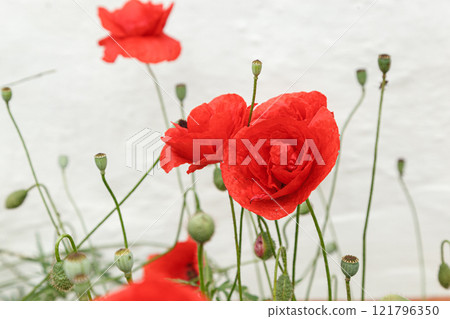 Beautiful flowers red poppies Beautiful flowers red poppies 121796350