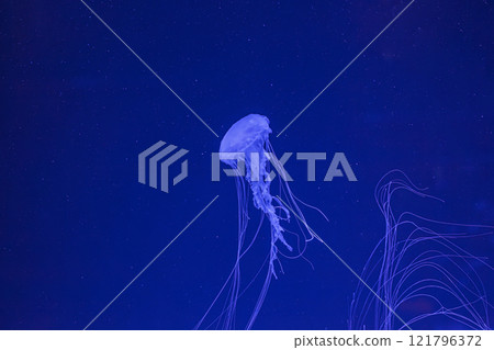 underwater shot of beautiful Chrysaora quinquecirha 121796372