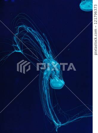 underwater shot of beautiful Chrysaora quinquecirha 121796373