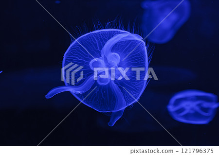 underwater shooting of beautiful Aurelia aurita underwater shooting of beautiful Aurelia aurita 121796375
