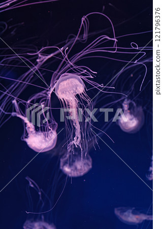 underwater shooting of beautiful Chrysaora lactea 121796376