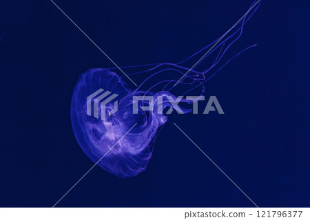 underwater shooting of beautiful Amakusa Jellyfish small (Sanderia Malayensis) 121796377