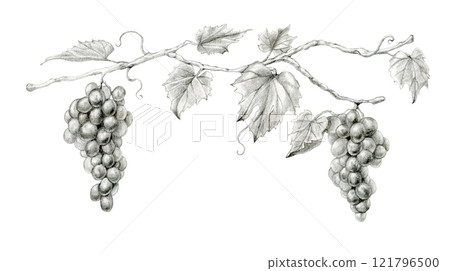 Grapes on a branch Grapes on a branch 121796500