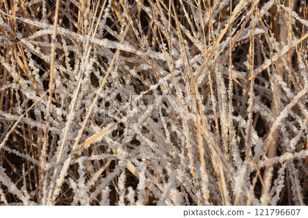 Dry reed covered with snow on a winter day, close-up photo Dry reed covered with snow on a winter day, close-up photo 121796607
