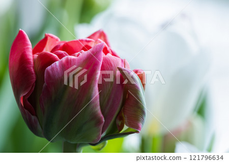 Macro photo of a red tulip flower, selective focus Macro photo of a red tulip flower, selective focus 121796634