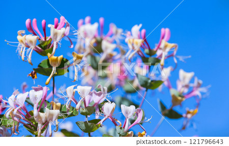 Lonicera caprifolium. Macro photo of pink white flowers 121796643