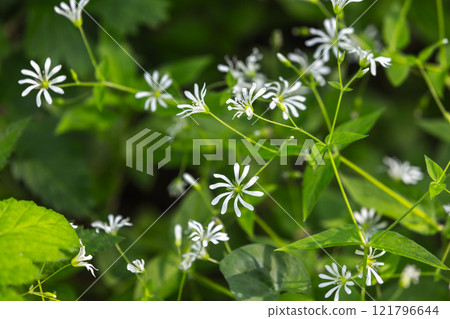 White flowers grow in a spring forest. Close-up view White flowers grow in a spring forest. Close-up view 121796644