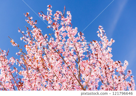 Cherry plum in bloom under clear blue sky. Prunus cerasifera 121796646
