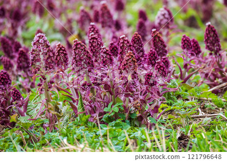 Wild purple flowers grow on a spring meadow. Petasites hybridus Wild purple flowers grow on a spring meadow. Petasites hybridus 121796648