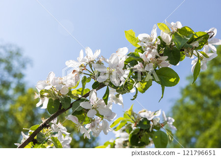 Apple tree in bloom, branch with white flowers is under blue sky 121796651
