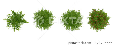 tree top view plant landscape architecture nature garden aerial render. trees branch isolate collection illustration environment green botany urban bush park. tree architecture conifer decorative. 121796666