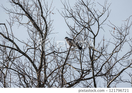 A bird sits on the tree. Oriental turtle dove or rufous turtle dove 121796721