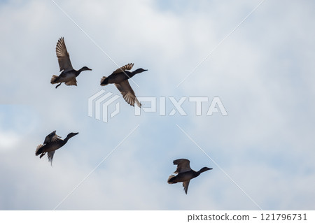 Four wild ducks fly in the sky on a daytime 121796731