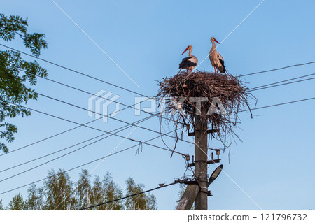 White storks are in a stork nest on a power line pole under blue sky 121796732