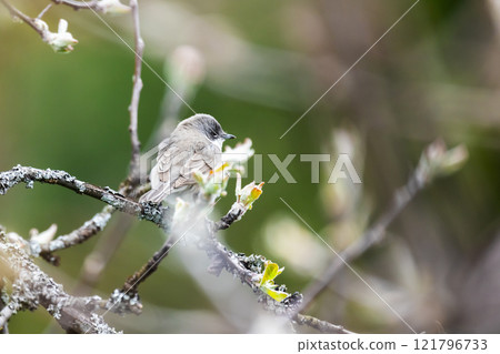 Little bird is on the branch on a spring day. Lesser whitethroat 121796733