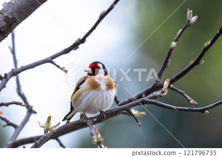 Colorful little bird is on the tree branch. The European goldfinch Colorful little bird is on the tree branch. The European goldfinch 121796735