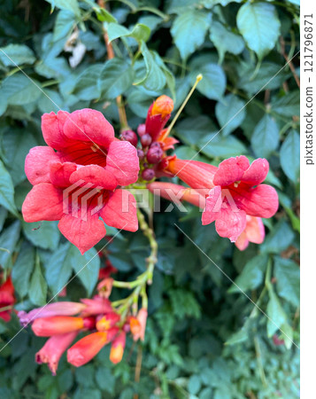 Campsis blooming, red large flowers Campsis blooming, red large flowers 121796871