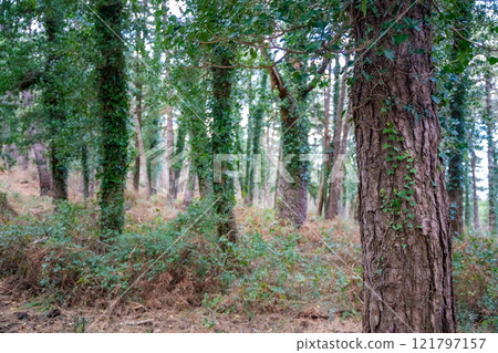 Green deep forest in mountain near bay Boka and Kotor town in Montenegro in winter time Green deep forest in mountain near bay Boka and Kotor town in Montenegro in winter time 121797157