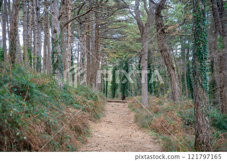 Green deep forest in mountain near bay Boka and Kotor town in Montenegro in winter time Green deep forest in mountain near bay Boka and Kotor town in Montenegro in winter time 121797165
