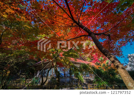 [Shohoji Temple, a famous spot for viewing autumn leaves] Shohoji Temple, Mount Narutani, Inabe City, Mie Prefecture 121797352