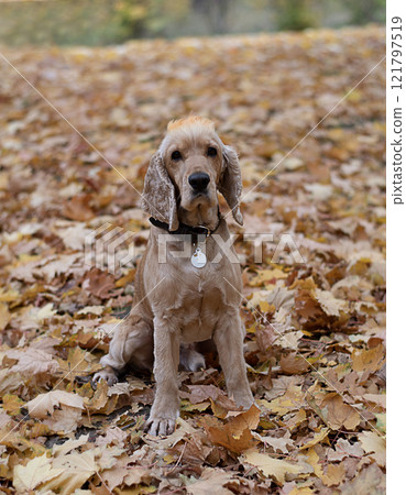 Animals. Purebred cocker spaniel in the park, surrounded by autumn leaves. An elegant and well-groomed dog stands gracefully among colorful foliage, the dog enjoys the beauty of nature. 121797519