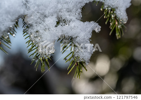 雪松 雪松 121797546