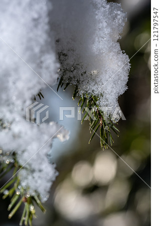 雪松 雪松 121797547