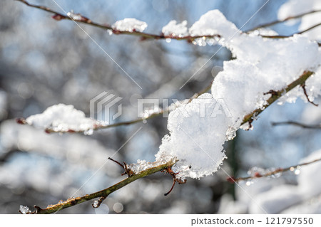 Snow piled branches 121797550