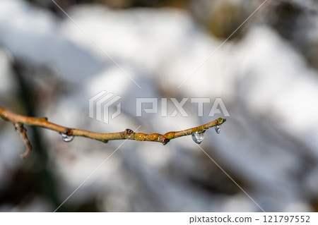 Branch with drops 121797552