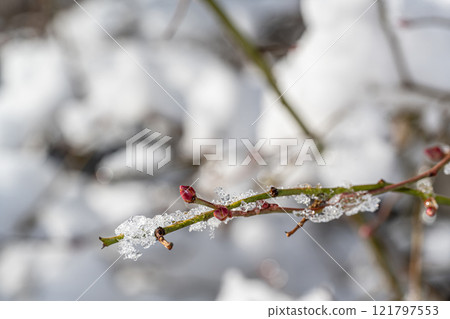 在樹的雪 121797553