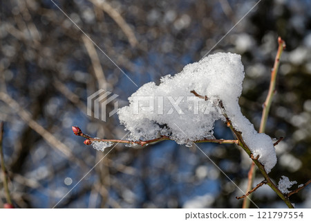 雪堆的樹枝 雪堆的樹枝 121797554