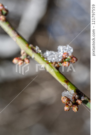有冰的樹枝 有冰的樹枝 121797559