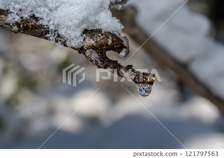 滴水的樹枝 121797563