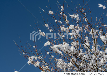 Snow flowers shining against the blue sky 121797572