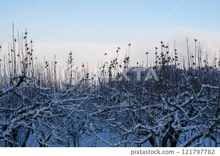 冬天的果園被雪覆蓋 121797782