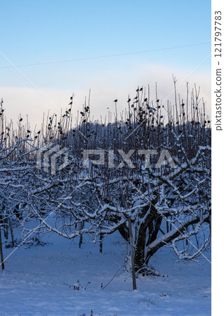 冬天的果園被雪覆蓋 121797783