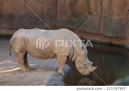 White Rhinoceros 121797907