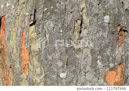 Zelkova skin Zelkova skin 121797998