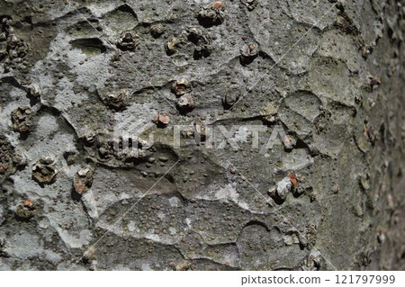 Zelkova皮膚 121797999