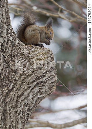 Ezolith on the tree 121798034