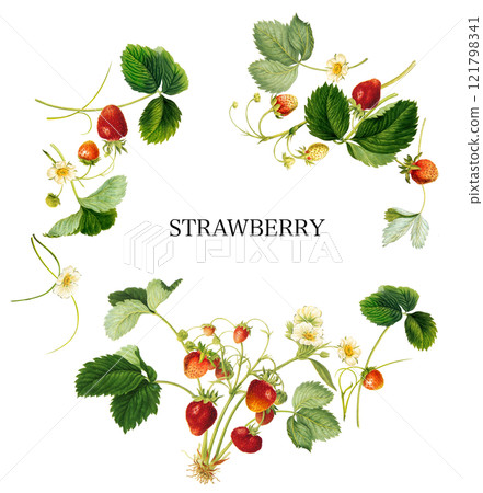 草莓 121798341