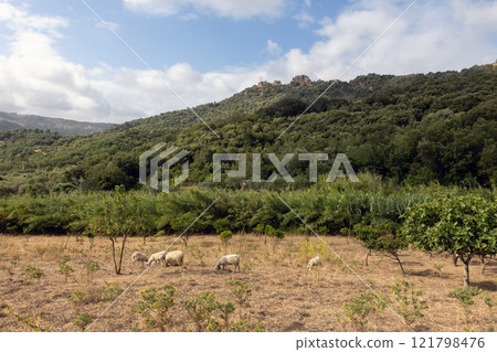 Sheep Grazing in a Green Landscape with Hills 121798476