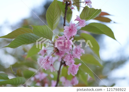 可愛的雙櫻桃樹 121798922