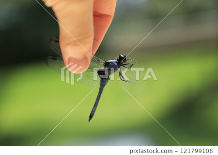 一名兒童捕獲的雄性巨型蜻蜓(日本) 一名兒童捕獲的雄性巨型蜻蜓(日本) 121799108