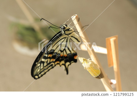 An adult swallowtail butterfly with its wings fully extended immediately after emerging and its puparium (Japan) An adult swallowtail butterfly with its wings fully extended immediately after emerging and its puparium (Japan) 121799125