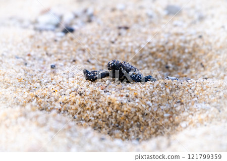 Baby sea turtles - Let's go back to the sea - Nagata Inakahama Yakushima (Summer) Baby sea turtles - Let's go back to the sea - Nagata Inakahama Yakushima (Summer) 121799359