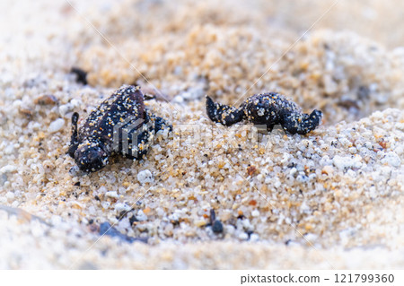 Baby sea turtles - Let's go back to the sea - Nagata Inakahama Yakushima (Summer) Baby sea turtles - Let's go back to the sea - Nagata Inakahama Yakushima (Summer) 121799360