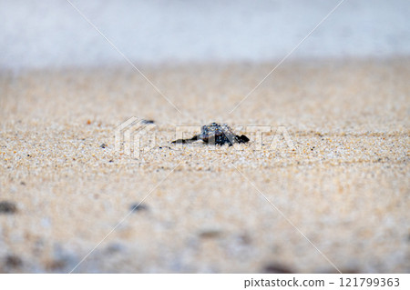 Baby sea turtles in the Yakushima Offshore Alps (August) Let's go back to the sea 121799363
