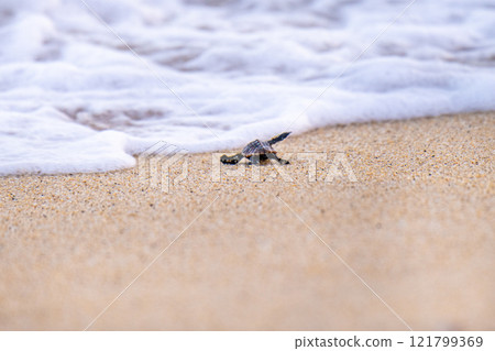 Baby sea turtles returning to the sea, Nagata Inakahama, Yakushima National Park (Summer) 121799369