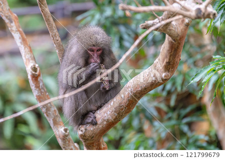 Yakushima World Natural Heritage Monkeys (December) Yakuza monkeys eating nuts on the trees 121799679